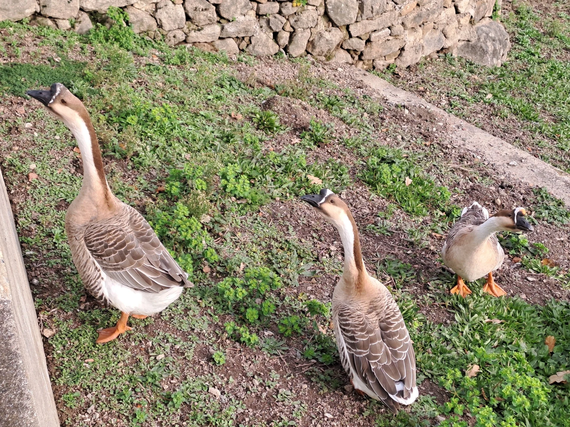 Les oies anciennes gardiennes du Capitole de Rome