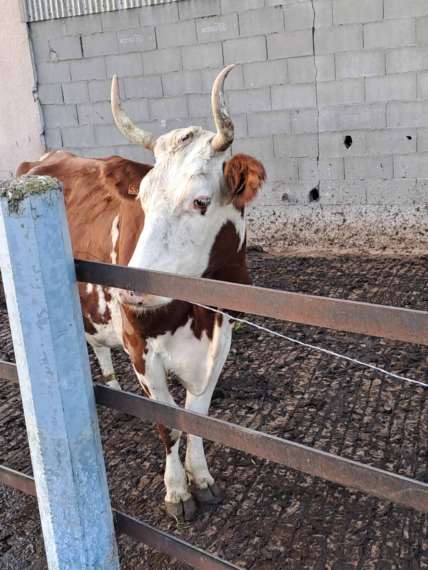 Ah ! ça on peut dire que ce sont de belles cornes !