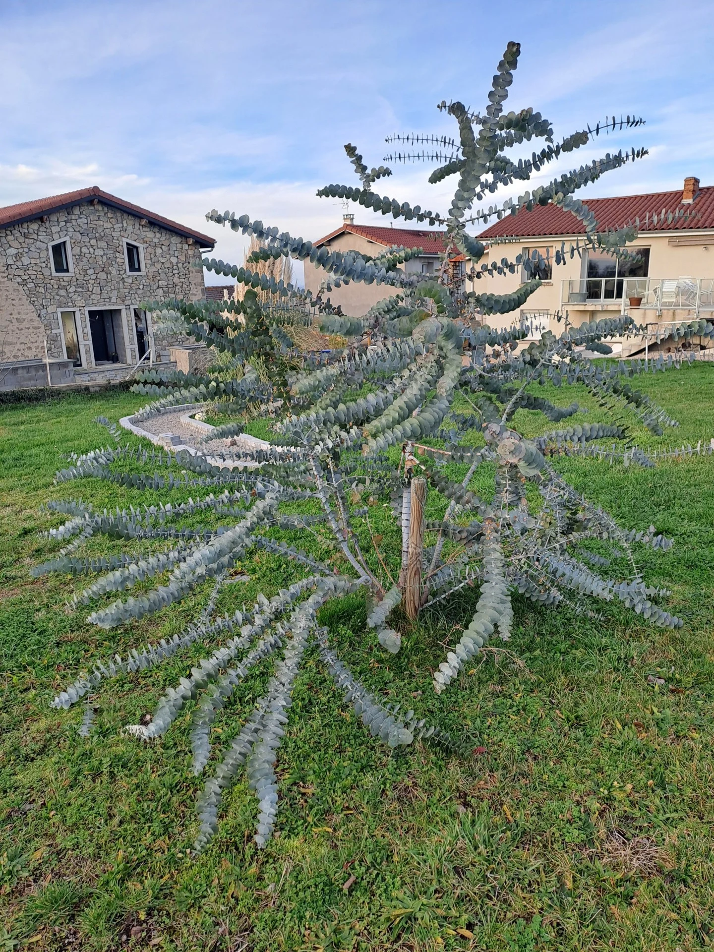 Bel arbre décoratif, peut être une variété d'eucalyptus ?